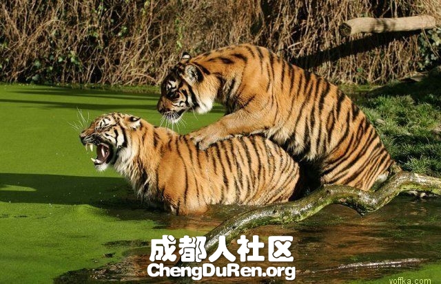 20130624022654222.jpg